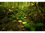 MUFFIK® Senzoričnih podlog Nature touch