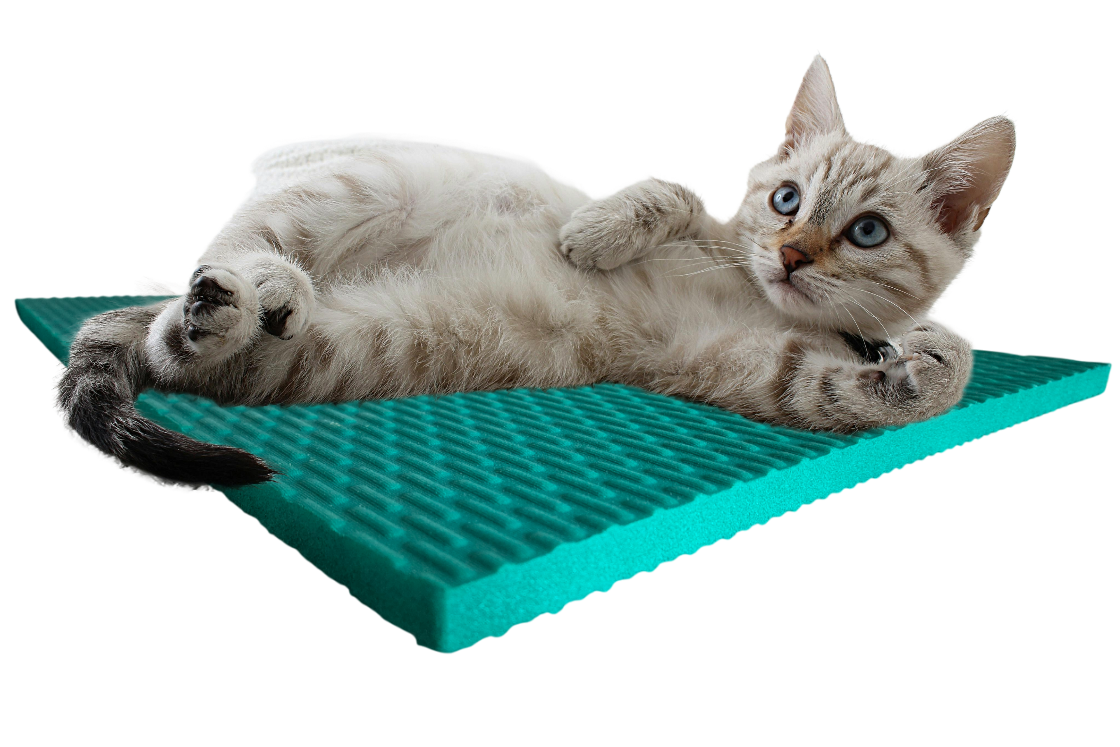 ZOOREX® Physio terapevtska